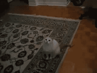khabi-khushi-khabie-gham:  Here is gif collection of cats being cats