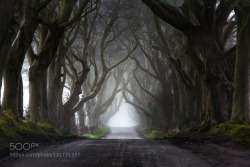 morethanphotography:  Fog at the Dark Hedges by blacklabphotography