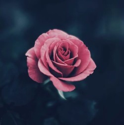 brightindie:    A Single Rose   