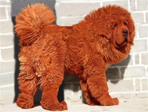 catertothehollow:  Tibetan Mastiffs  