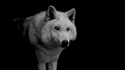branssummer:He’s not like the others. He never makes a sound. That’s why I named him Ghost.Direwolfw