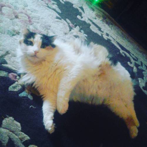 retro8games:  This is our Cali Bear Big Fuzz #cat #cats #calico #fatcat #pets #animals #kitty #kitty