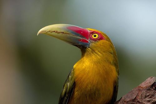 cool-critters: Saffron toucanet (Pteroglossus bailloni) The saffron toucanet is a species of bird in