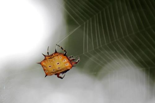 onenicebugperday:Biscuit boxkite, Isoxya tabulata, Araneidae (orbweavers)Found throughout southeaste