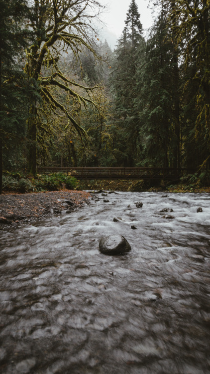 millivedder:Olympic National Forest, WA