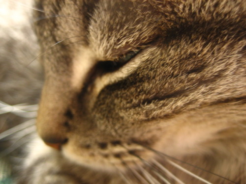 allamaraine: @sophiagratia  x-treme cat closeups are my fav also look at the sweetness of this 