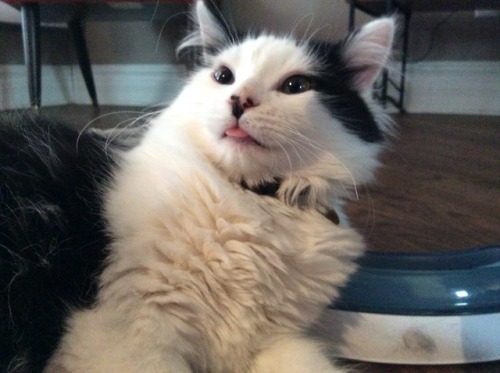 theoreocat:A collection of bleps