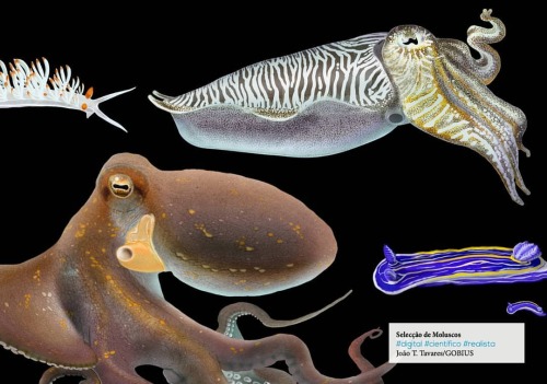 Selection of marine molluscs done back in 2015. #omnicogni #joaotiagotavares #gobiuscomunicacaoecien