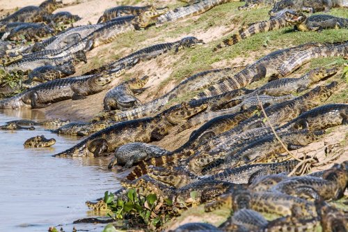 Croc Colours And Patterns