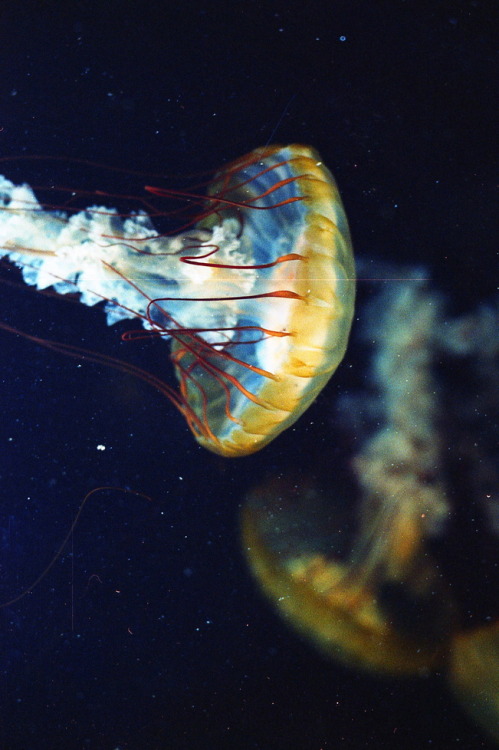 r2–d2:  Jellyfish by (MagicMorgan) 
