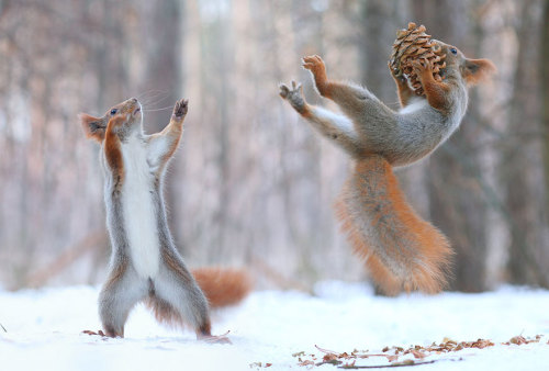catsbeaversandducks:Russian Photographer Captures The Cutest Squirrel Photo Session EverPhotos by ©Vadim Trunov - Via Bored Panda
