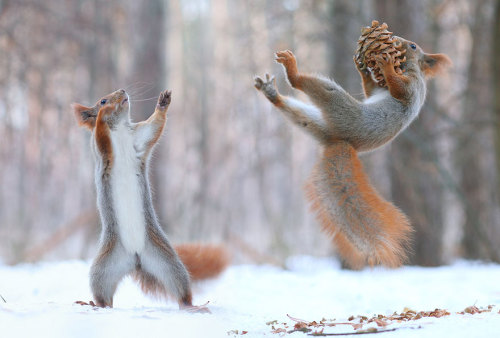 Fucking Squirrels!