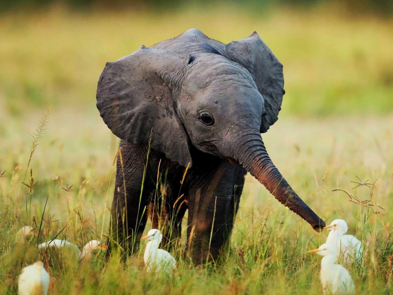 godotal:  A baby elephant feeding egrets 