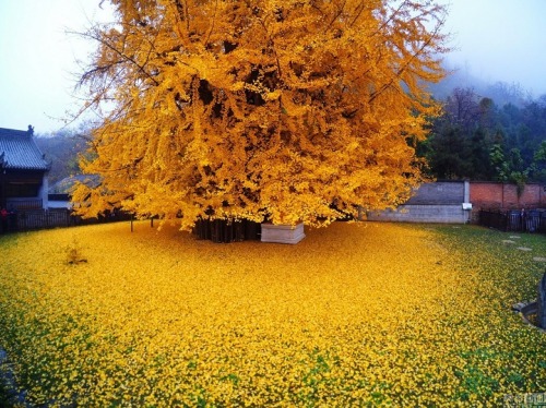 passivites: 1,400-Year-Old Gingko Tree sheds a spectacular ocean of golden leaves