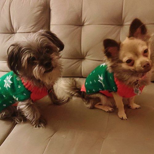 Ruff day but I came home to these Merry HoHo’s #happyholidays #dogmom #dogsofinstagram https://www.i