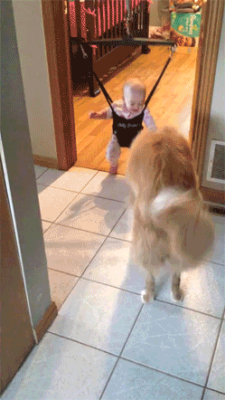 Porn photo onlylolgifs:  Dog teaching baby to jump 