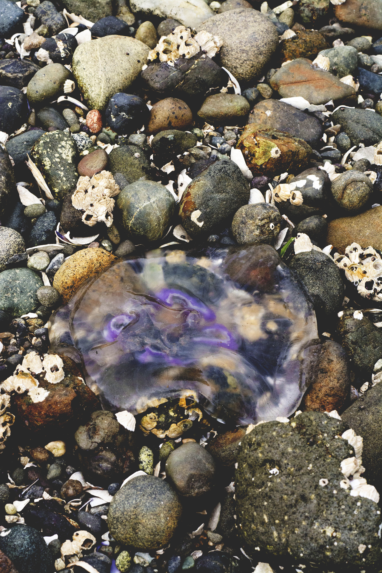rhiannahowardphotography:  Moon Jelly, Seabeck, Washington