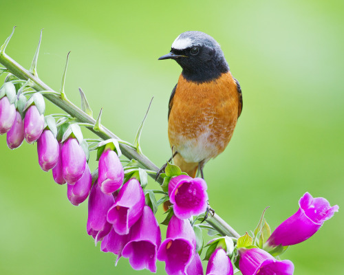 Common Redstart (Phoenicurus phoenicurus) &gt;&gt;by John Fielding (1|2)