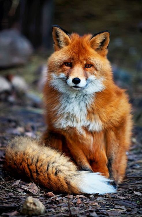 Porn photo Coat envy (Red fox)