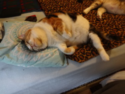 dixieandherbabies:  Dixie and her babies.Me &amp; the girls are ready for bed already!