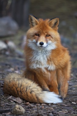 forestsandfoxes:     ethereo:  Olga Gladysheva, Wild beauty        