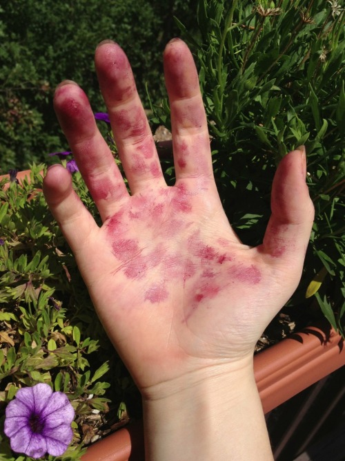 cherry-stained palm
