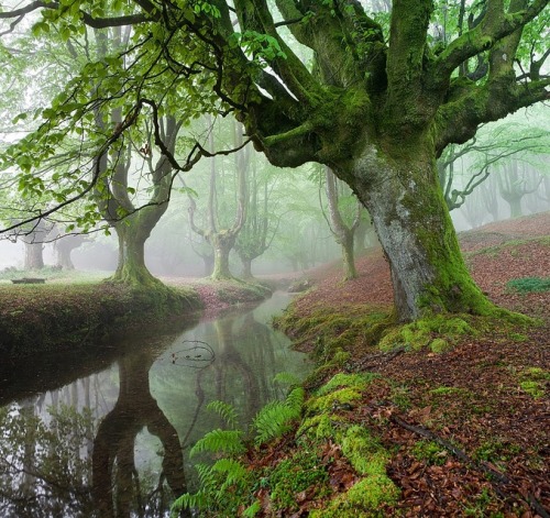 celtic-forest-faerie: {The Forest Maravillador} by {Juan Pixelecta}