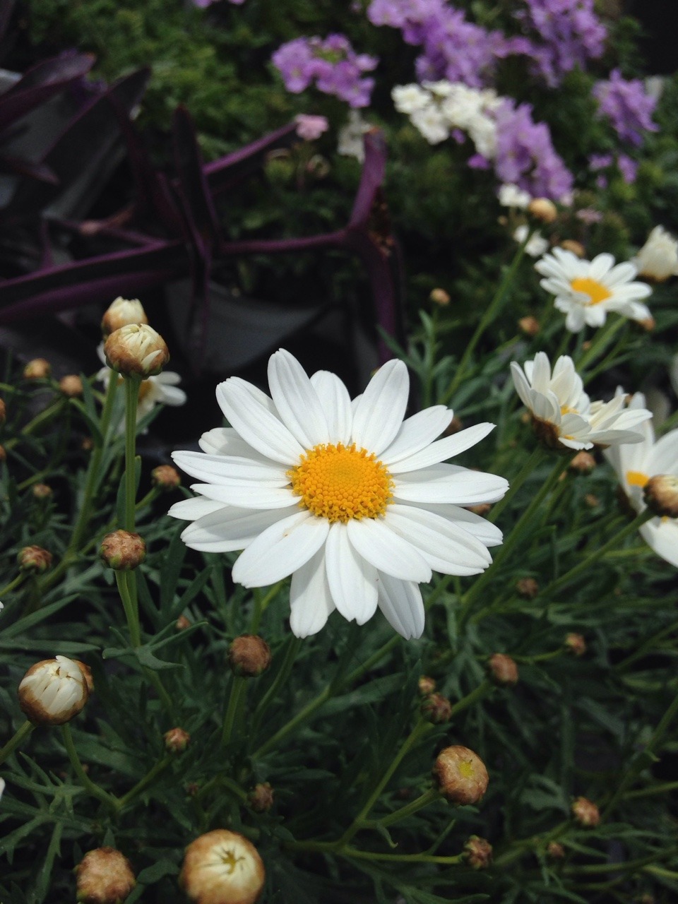problematicpainter:  Went to the nursery for Mother’s Day