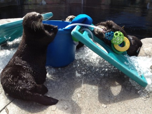 dailyotter:  Sea Otters Pose with Their Toys Via Monterey Bay Aquarium