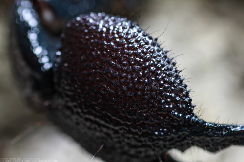 gears-keep-turning: Furiosa Aesthetic Emperor Scorpion (Pandinus imperator) Remember that she is my 