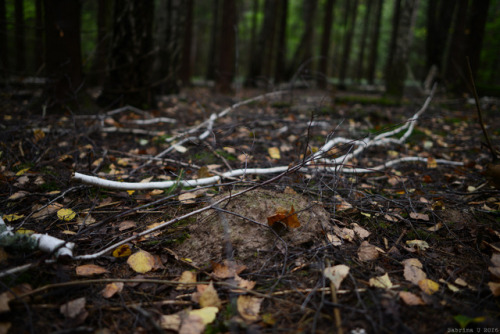 forest walk