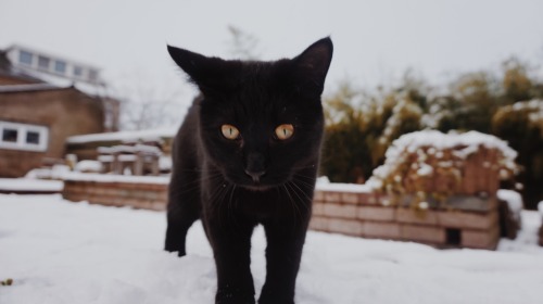 dion-photos: First time playing in the snowJanuary, 2017