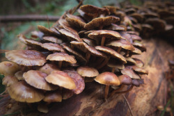 philipwernerfoto:  Look at these suckers growing straight out of the fallen log.One of many varieties of mushrooms in the pine plantations at Jenolan, NSW.Philip WernerMay 2015