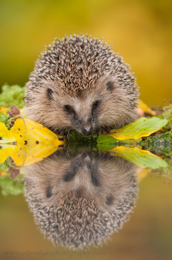 phototoartguy:  Mirror Mirror……. by Edwin Kats © Thank You, Edwin ! edwinkatsphotography 