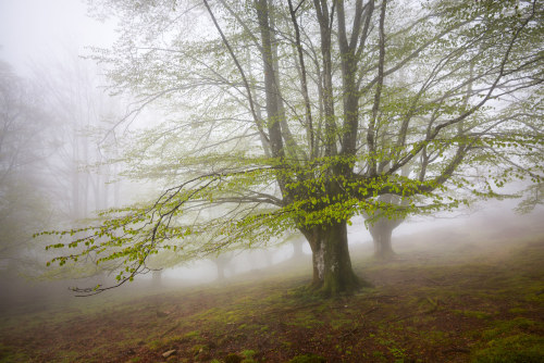 90377: First leaves on the beeches by Jesus Bravo