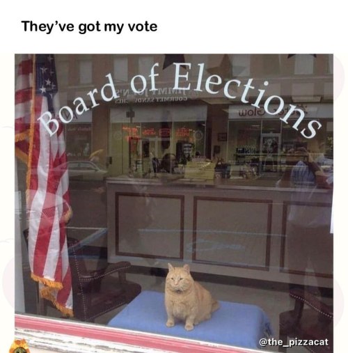 You votin chonky party too? @catnamedpizza @the_catnamedcheeto @catsonsnacks @chonksdoingthings  . .