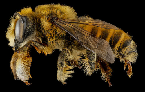 this-is-letter27:  Macro bee portraits by Sam Droege. Used to distinguish and catalog the thousands 