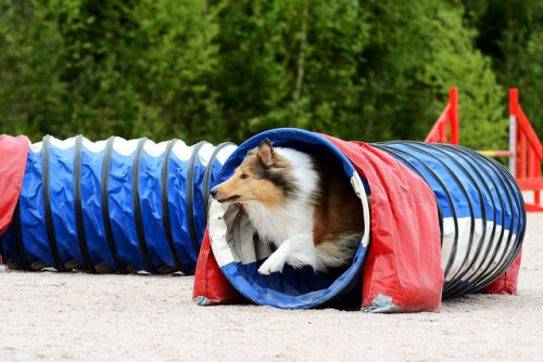 rough collie