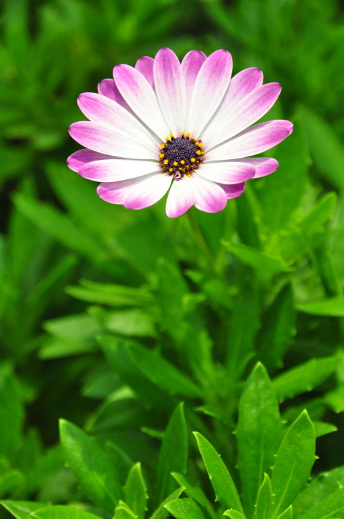 pointshootandclick: My Gardens by the Bay “Flower Dome” experience. Seeing these lovely 