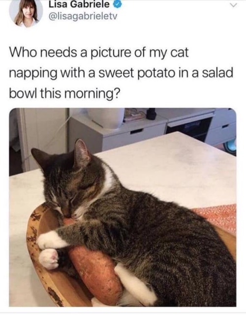 [ID: a Twitter post with the caption “Who needs a picture of my cat napping with a sweet potat