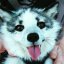 raikofox