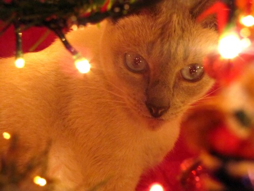 larytadaftjustice:Every single year!!! What are you even doing behind the tree?