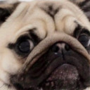 puggloaf avatar