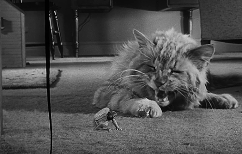 marypickfords:The Incredible Shrinking Man (Jack Arnold, 1957)