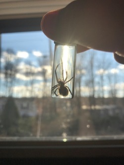 marilynmarijuana:Spiders are gorgeous creatures, I don’t care what anyone says