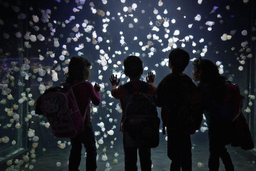 nubbsgalore:photos by andy clark from the vancouver aquarium. the tank contains around 2,000 spotted