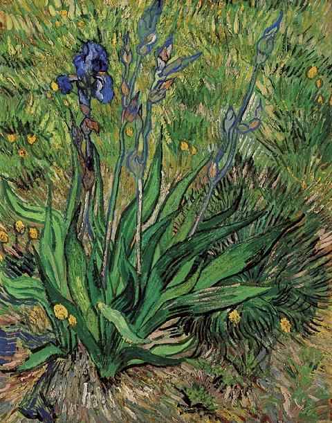 sorrowingoldman:  Van Gogh + Outdoor Irises &amp; Indoor Irises (1890)