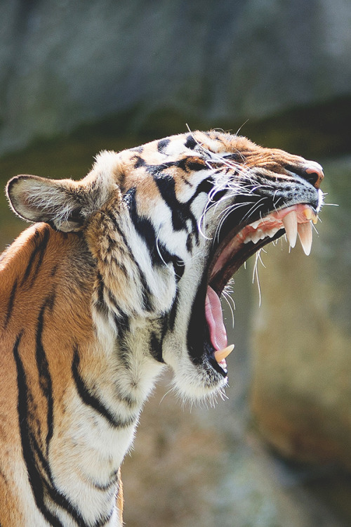 babyanimalposts:  feeling down? you need this baby animal blog 