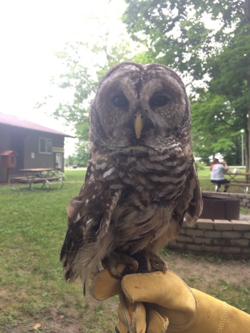 mudmossmolly: A barred owl (Strix varia) on the glove! He’s very new to being handled, and thi