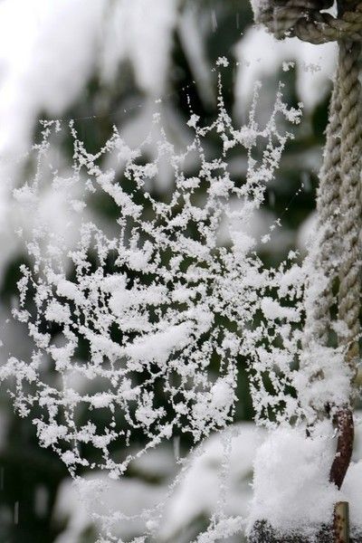 silvaris:    Spiderweb &amp; snow by Coralie Mercier    